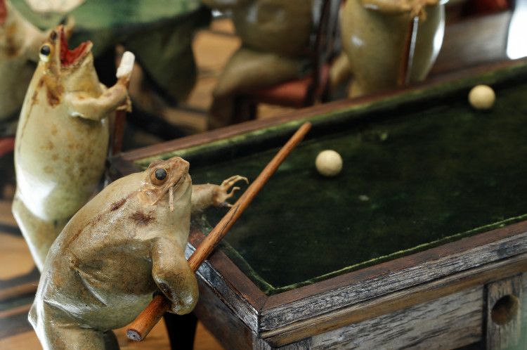 Музей, в котором 108 чучел лягушек изображают сценки из жизни