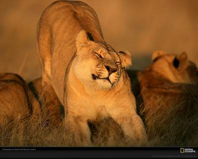 Большие кошки в самых ярких снимках от National Geographic. ФОТО