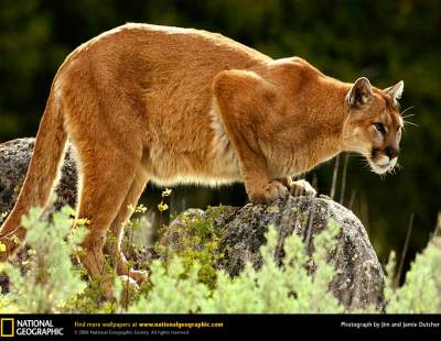 Большие кошки в самых ярких снимках от National Geographic. ФОТО