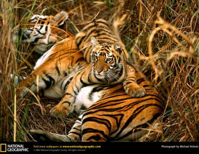 Большие кошки в самых ярких снимках от National Geographic. ФОТО