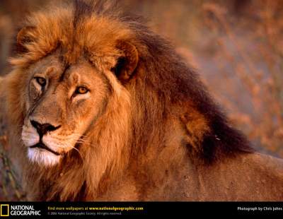 Большие кошки в самых ярких снимках от National Geographic. ФОТО