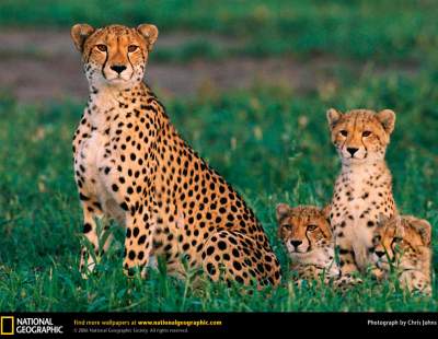 Большие кошки в лучших снимках от National Geographic. Фото