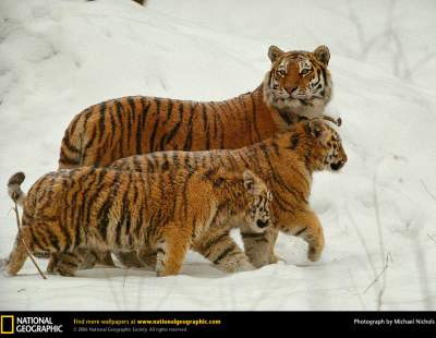 Большие кошки в лучших снимках от National Geographic. Фото