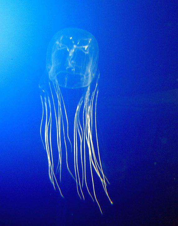 Интересные обитатели морских глубин нашей планеты