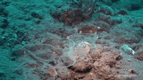 Интересные обитатели морских глубин нашей планеты