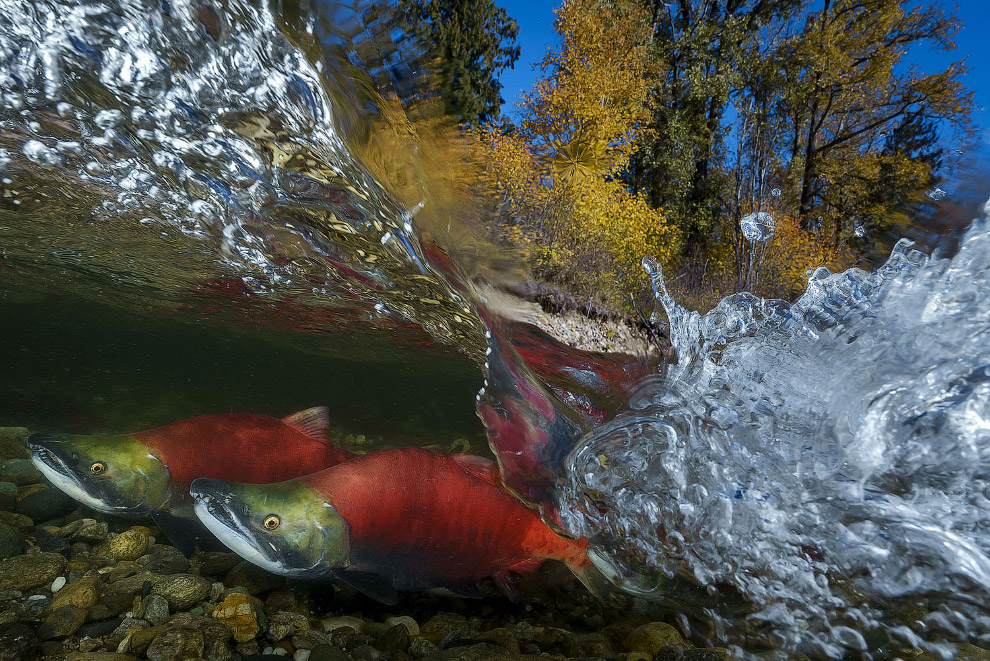 Участники фотоконкурса National Geographic 2018