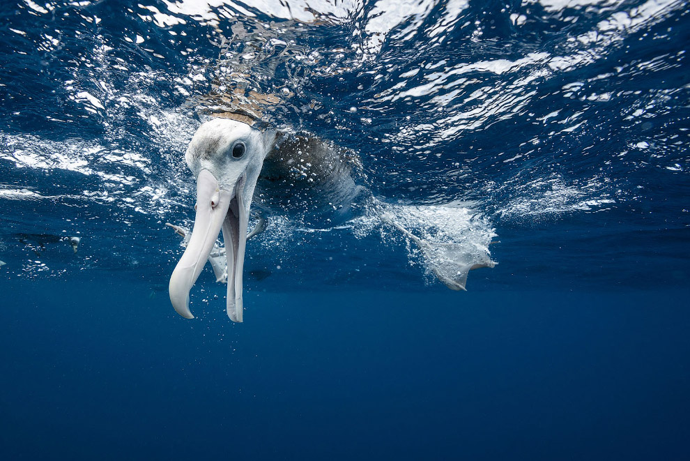 Участники фотоконкурса National Geographic 2018