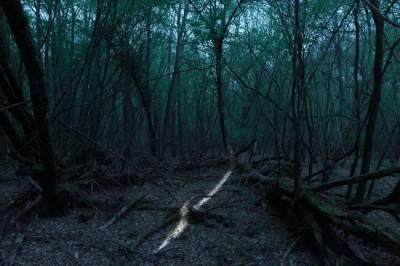 Красота леса в мистических снимках. Фото