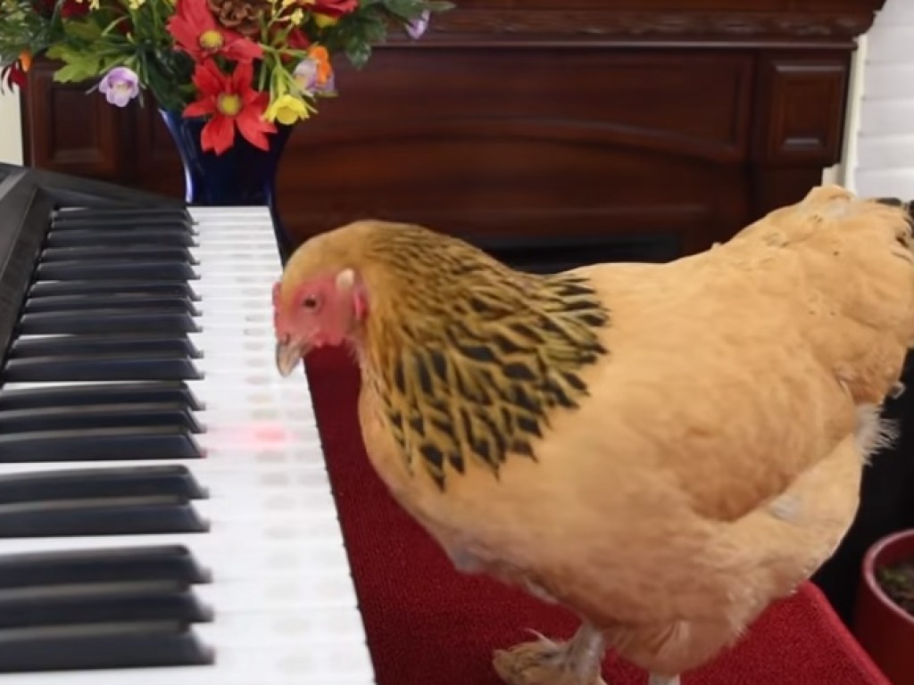 Курица научилась играть на пианино и стала звездой сети. ВИДЕО
