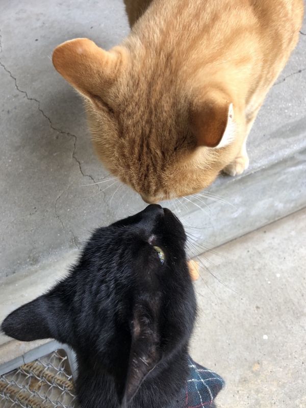 Пара японских котов уже два года пытается попасть в музей. ФОТО
