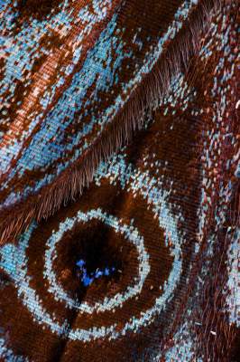 Крылья бабочек в ярких макроснимках. Фото