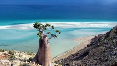 Остров счастья: необычные пейзажи Сокотры. Фото