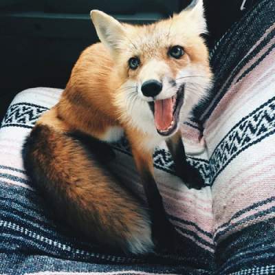 Смешные фотки этой лисицы покорили Instagram