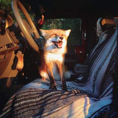 Смешные фотки этой лисицы покорили Instagram