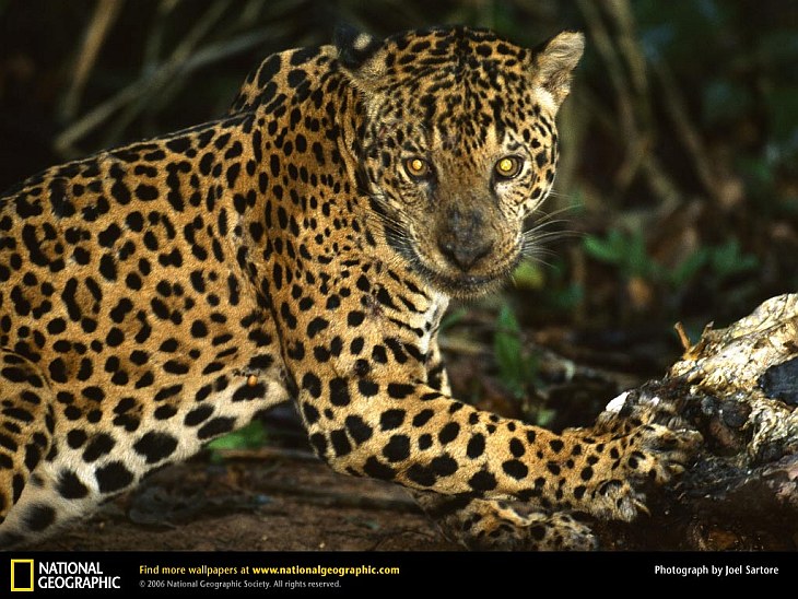 Большие кошки в объективе National Geographic