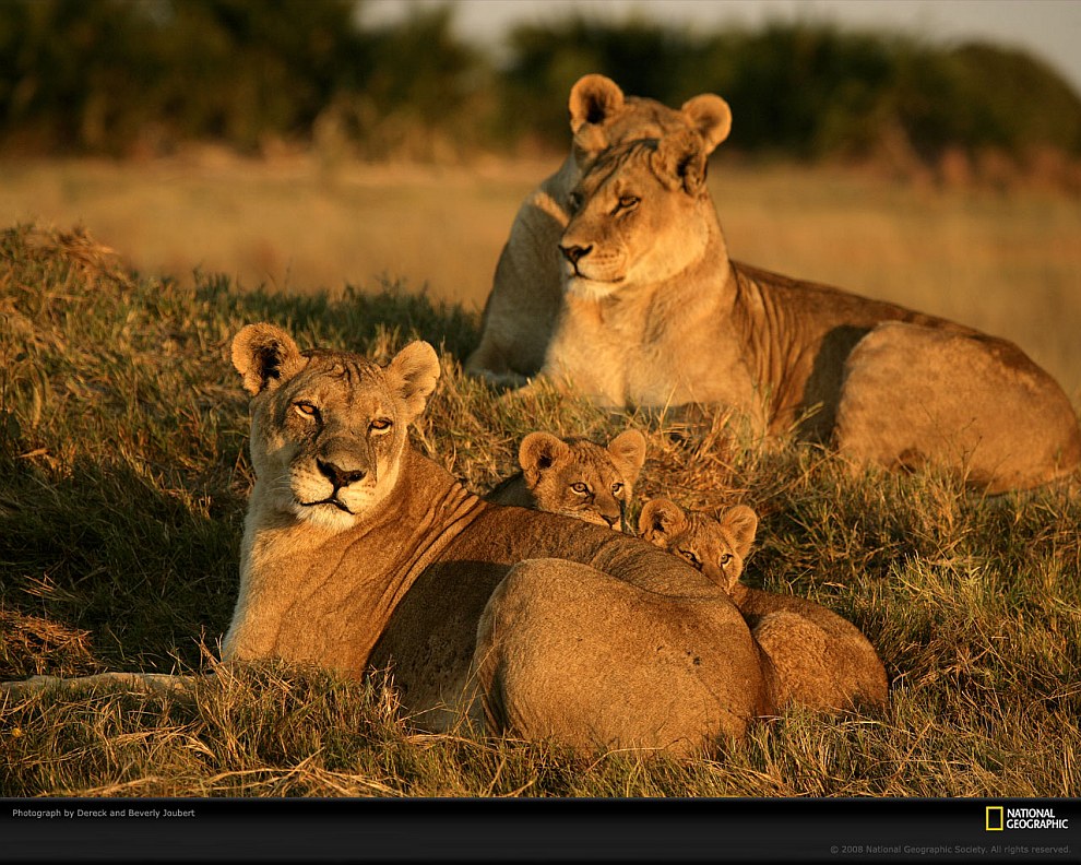 Большие кошки в объективе National Geographic