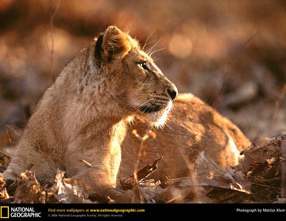 Большие кошки в объективе National Geographic