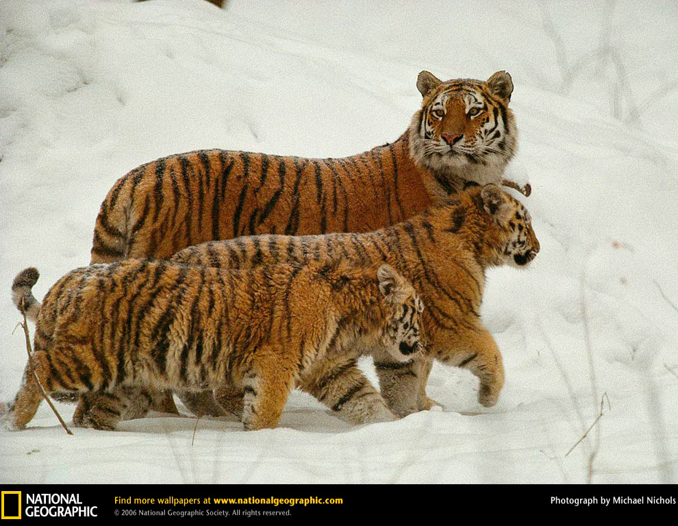 Большие кошки в объективе National Geographic