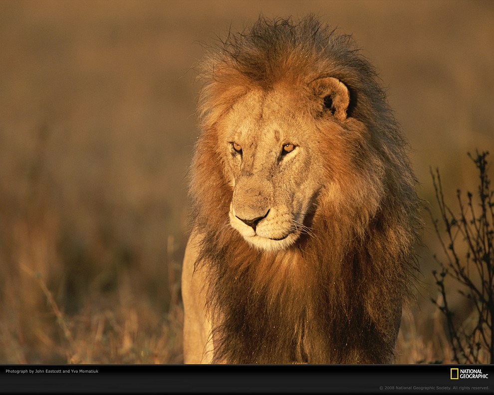 Большие кошки в объективе National Geographic