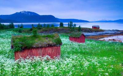 Уютные скандинавские домики с заросшими крышами. Фото