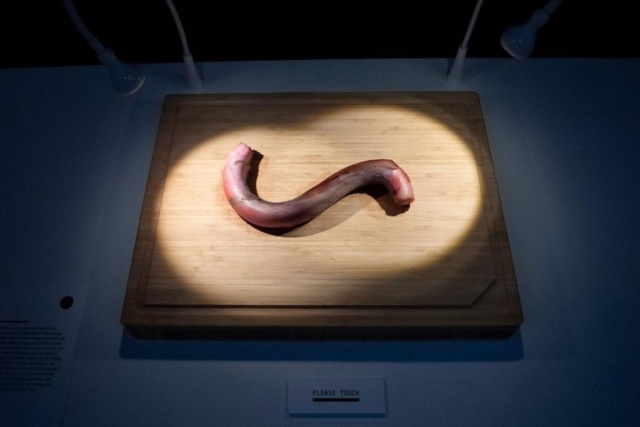 Странные экспонаты Музея отвратительной еды в Швеции