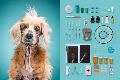 Фотограф придумал необычный способ показать смысл собачьей жизни. Фото