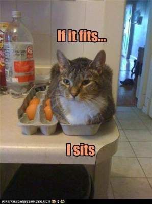 Кошки, способные уместиться где угодно, стали героями мемов. ФОТО