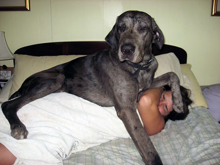 Фотографии догов докажут, что это очень большие собаки
