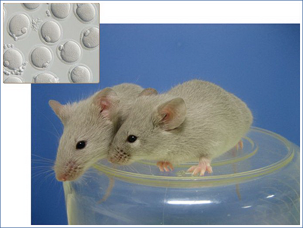 Удалось получить мышь из искусственных половых клеток