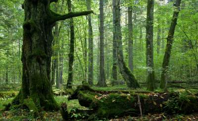 Как выглядят древнейшие леса на планете. Фото