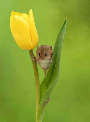 Крохотные мыши, живущие в бутонах цветов. Фото