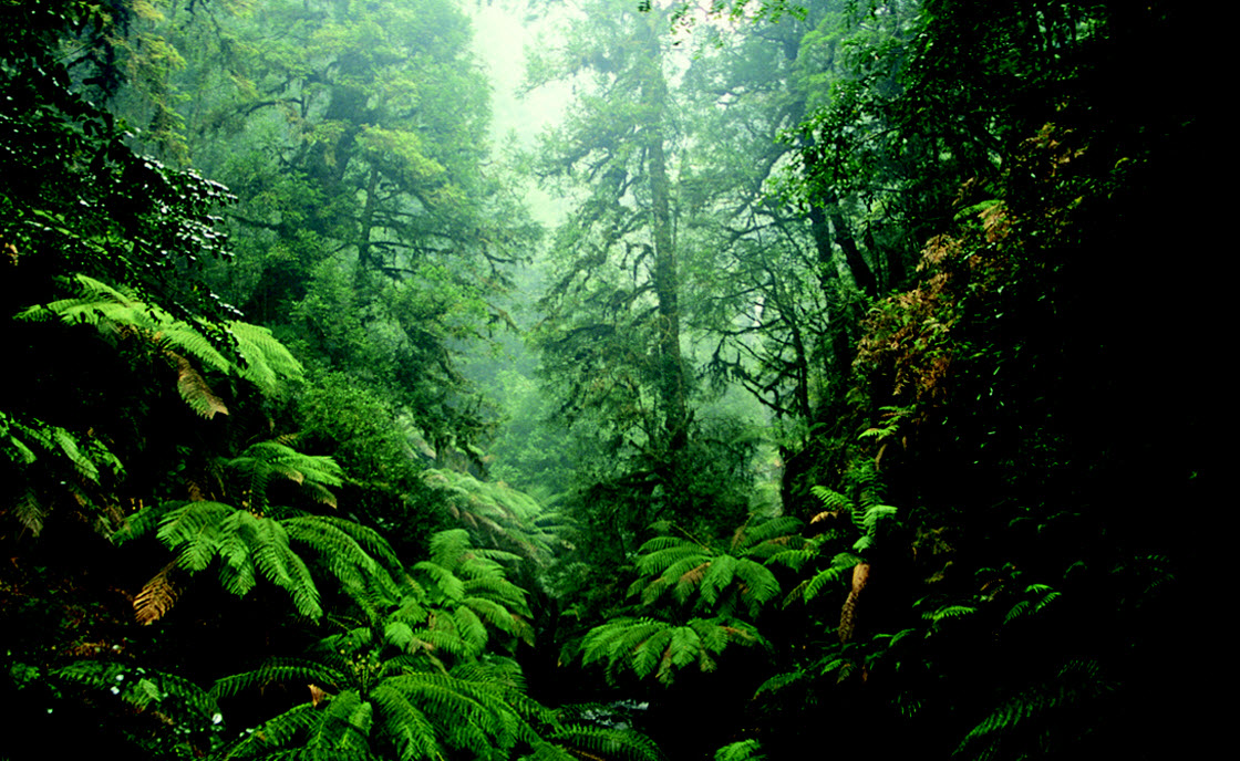 Древнейшие леса мира. ФОТО