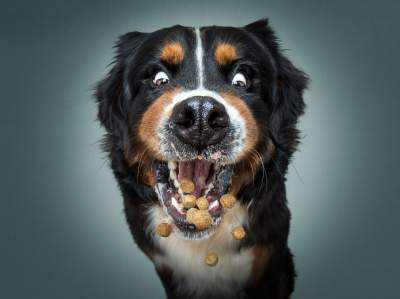 Пытающиеся поймать корм собаки стали героями забавного фотопроекта