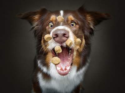 Пытающиеся поймать корм собаки стали героями забавного фотопроекта