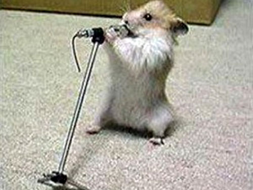 Мыши умеют петь хором и мелодично