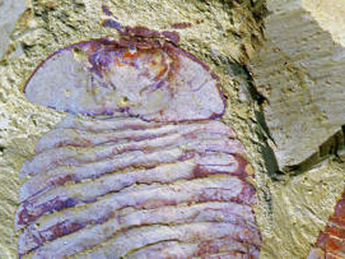 Палеонтологи из США обнаружили мозг возрастом в 500 млн лет