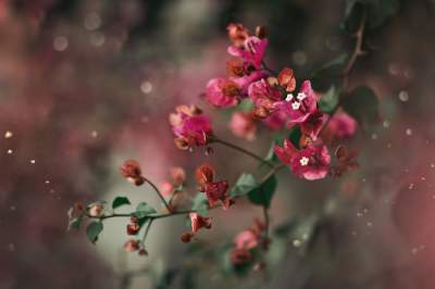 Цветущие сады в ярких макроснимках. Фото