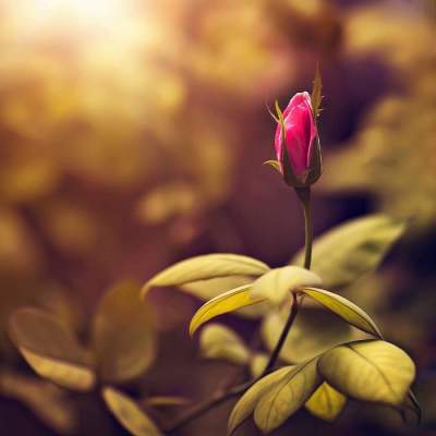 Цветущие сады в ярких макроснимках. Фото