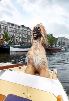 Жители Амстердама показали необычных домашних питомцев. Фото