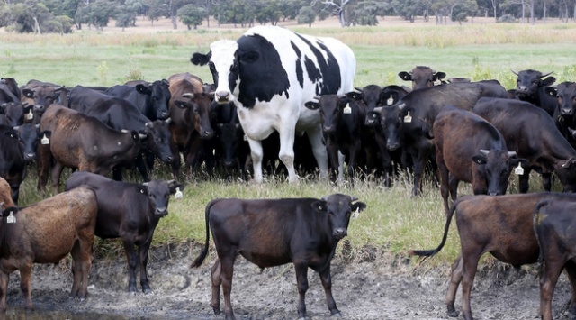 Knickers - самая массивная корова в Австралии