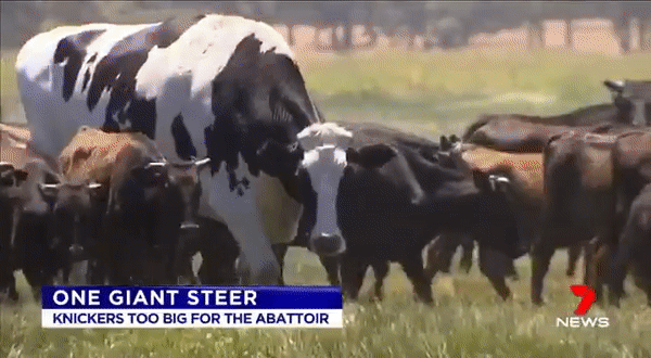 Knickers - самая массивная корова в Австралии
