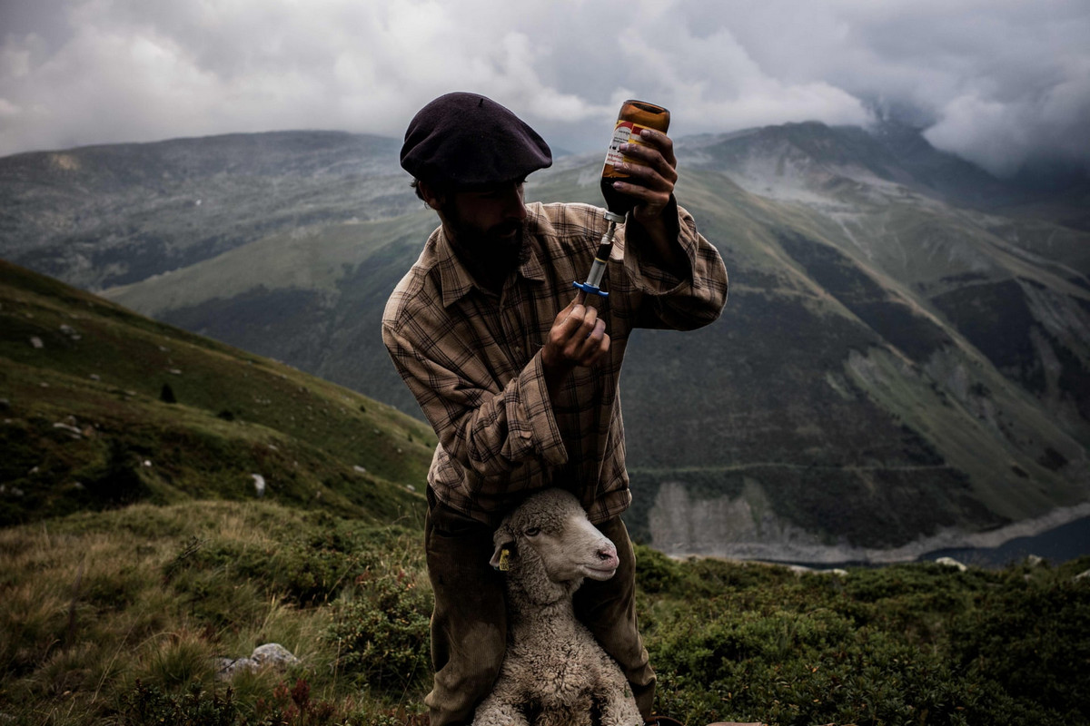 Фоторепортаж о жизни пастуха в Альпах