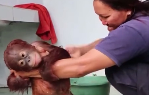 маленького орангутанга вымыли