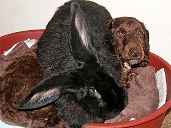 Кролик Пуба и щенок спаниэля