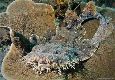 Удивительные снимки подводного мира. Фото