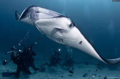Удивительные снимки подводного мира. Фото