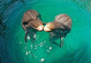 Дельфины не прекращают сканировать водное пространство даже во сне