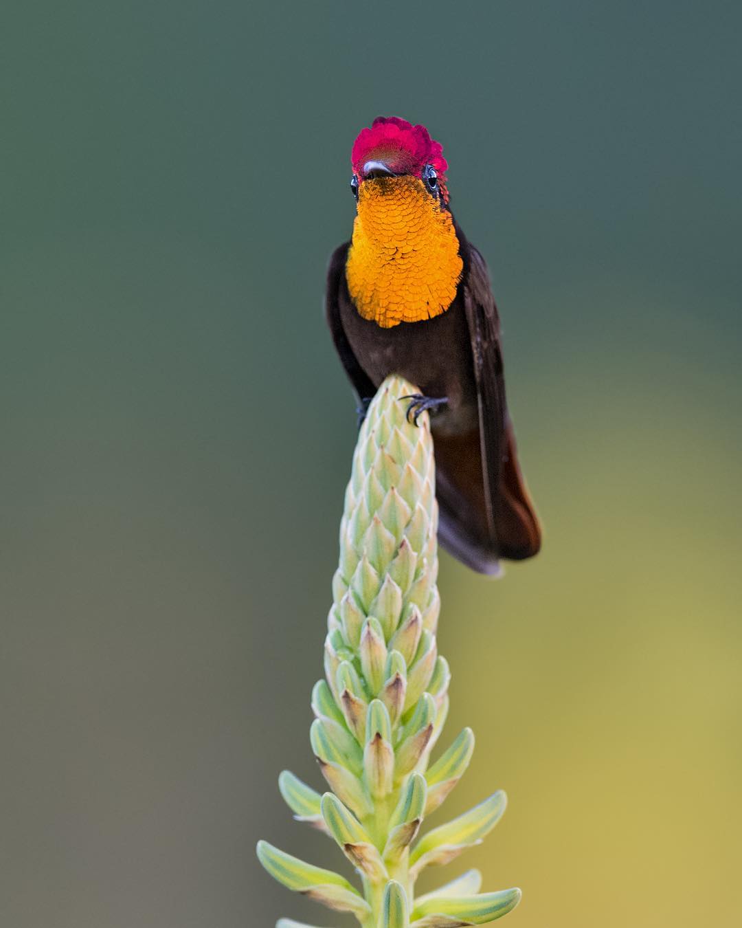 Красивые птицы Колумбии на снимках Луиса Фернандо Агудело. ФОТО