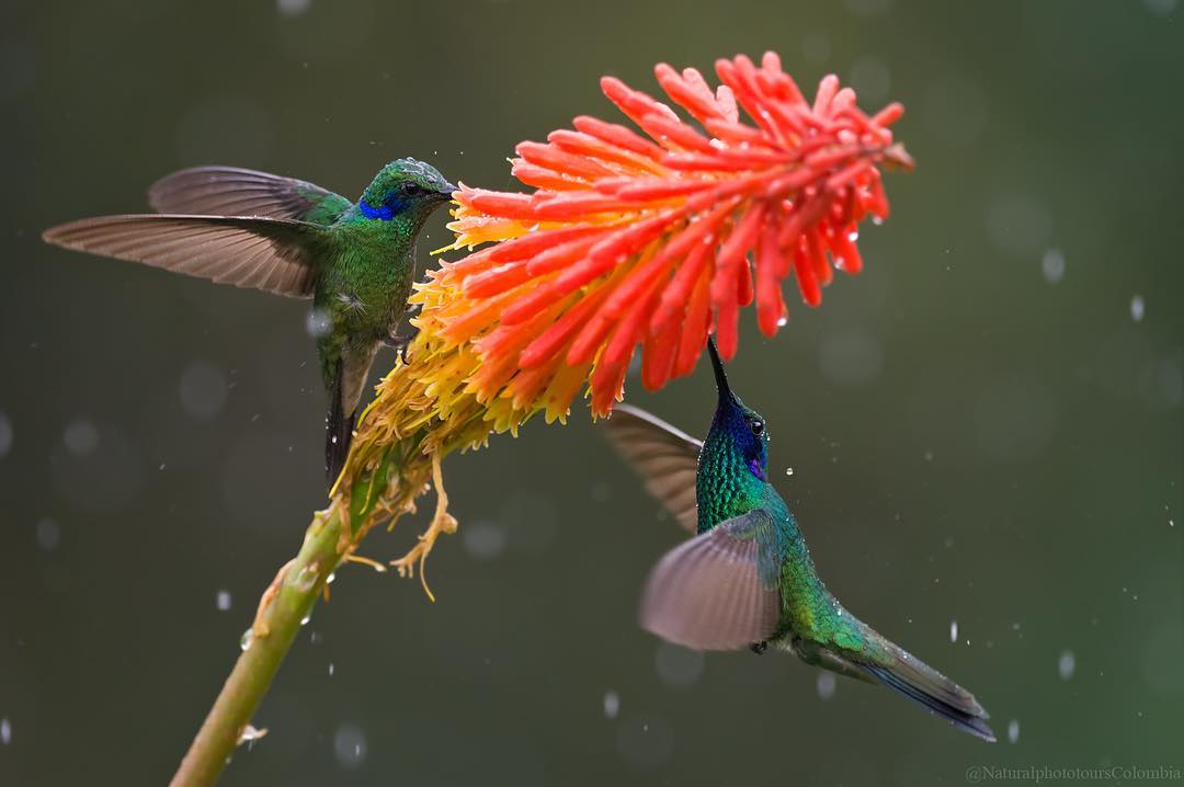 Красивые птицы Колумбии на снимках Луиса Фернандо Агудело