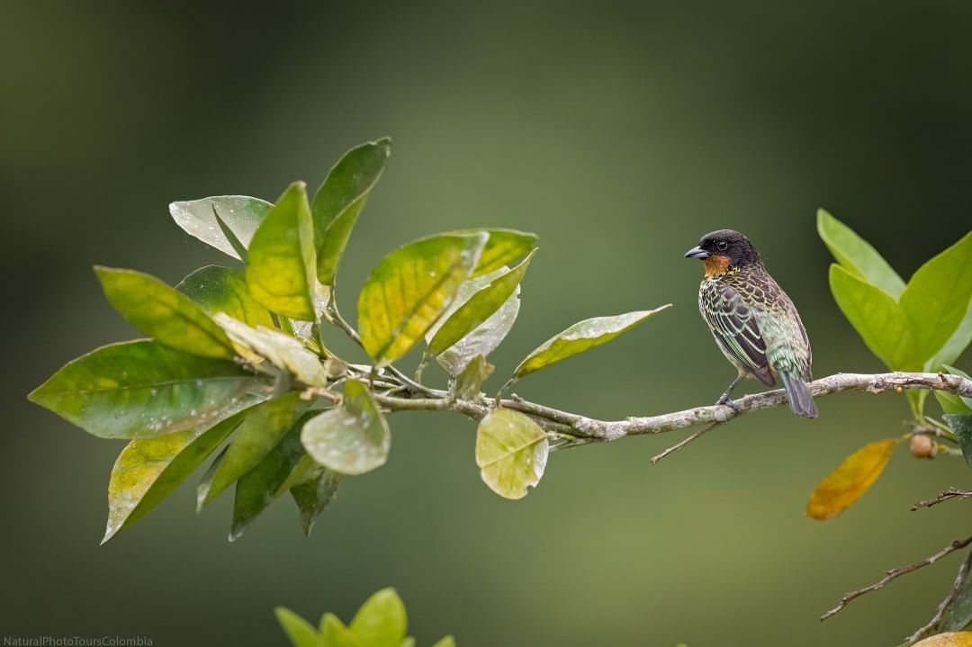 Красивые птицы Колумбии на снимках Луиса Фернандо Агудело